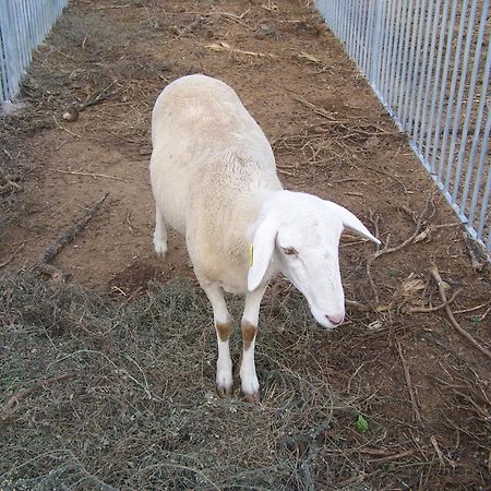 Centro De Agroecologia Y Medio Ambiente De Murcia Bullas Dış mekan fotoğraf